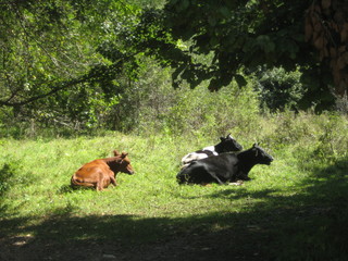 Cows on the green meadow.