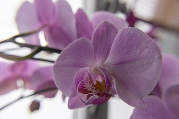 Orchid flower blooming. Slovakia