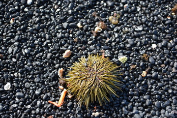 Seeigel