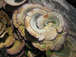 Mushrooms on the tree.