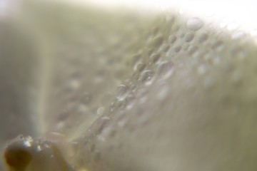 Water drops on the orchid flower. Slovakia
