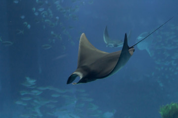Photo of a ray swimming on a blue sea