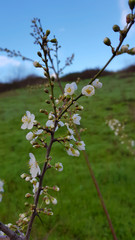 Cherry blossom in spring.tree in the park.blooming cherry tree in spring