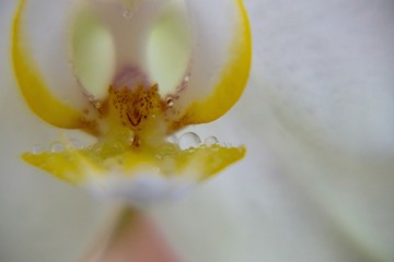 Water drops on the orchid flower. Slovakia
