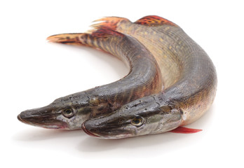 Two large pike.