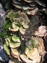 Mushrooms on the tree.