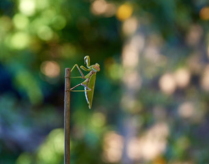 green big mantis crawling up the stick