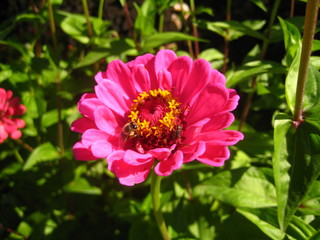 Red flower with bee in the garden.