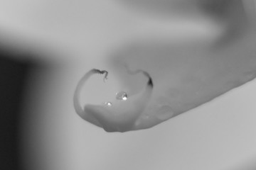 Water drops on the orchid flower. Slovakia