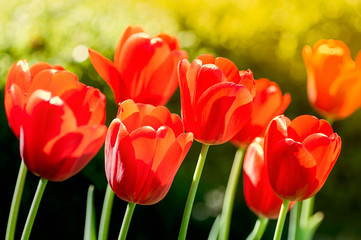 Beautiful red tulips. Backlighting and bright color. Buds close-up