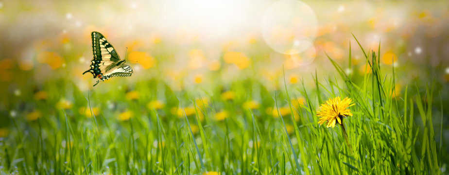 Fototapeta field of dandelions yellow. Panorama of the spring flower. Butterfly flies. Spring mood.Free space for text.