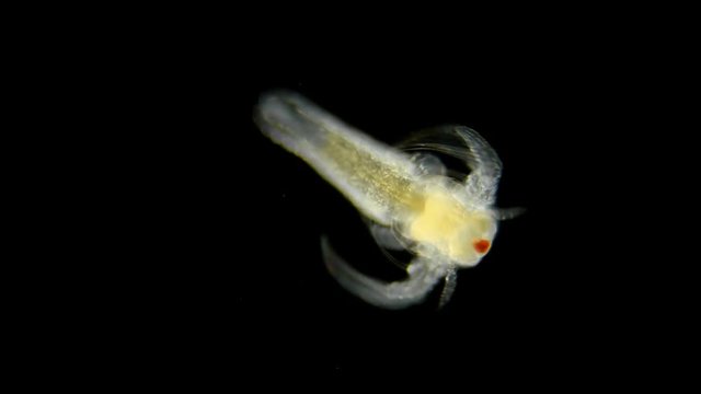 movement larvae, nauplios Artemia salina