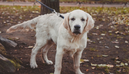a golden retriever puppy on a walk in the park