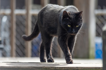 a young black cat with piercing greenish yellow eyes walks across a back porch on a gray winter day