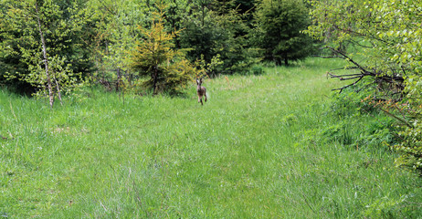 Wild hare runs green grass
