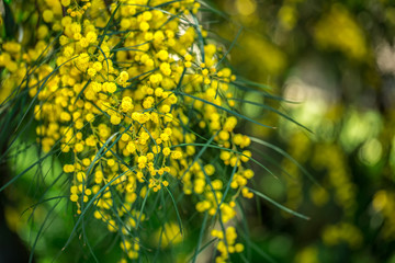 Fototapeta premium Branches of mimosa hanging down. Background.