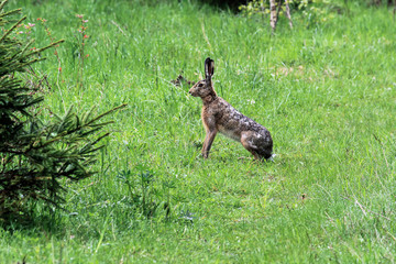 The wild hare sits in the green grass