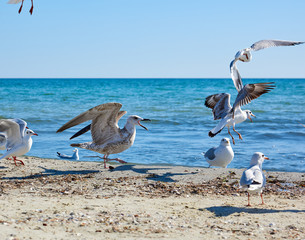 flock of seagulls on the beach on a summer sunny day
