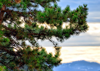 Beautiful view to the pine branches