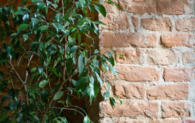 Dark green ficus foliage next to red brick wall 