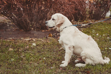 sitting profile portrait of a golden retriever dog horizontal