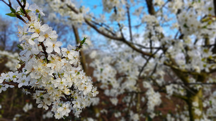 cherry blossom in spring