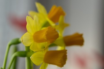 Yellow daffodil flowers on window sill. Slovakia