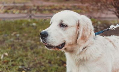 a portrait of a golden retriever puppy looking calmly horizontal 