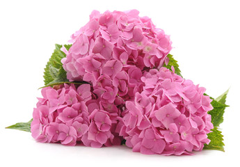 Pink hydrangea with leaves.