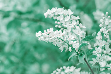 Beautiful spring art flower background. Blossoming white flower bird-cherry tree macro for wallpaper