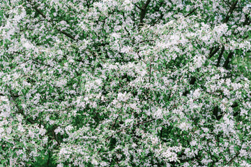Beautiful spring flower background. Blossoming white flower on branch apple tree