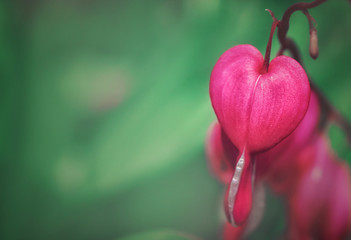 Pink heart on a green background. Romantic greeting card. Valentine's Day.