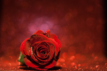 Wspaniała czerwona róża