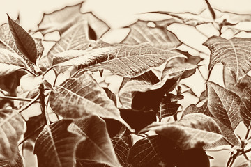 Natural plant monochrome background, brown toning