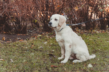 sitting profile portrait of a golden retriever puppy looking sadly, horizontal