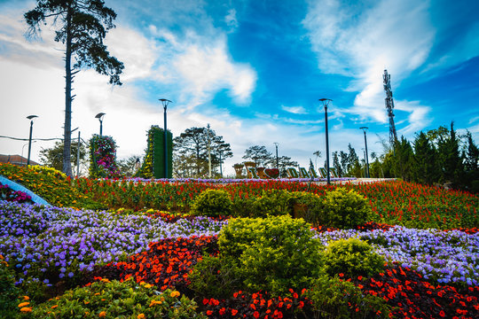 Flower city, Dalat