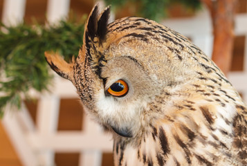 owl, portrait, close-up