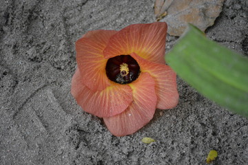 Pflanzen und Blüten