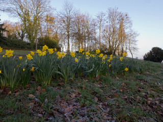 Obraz premium Narzissen auch Osterglocken genannt blühen auf einer Wiese auf einem Hügel. Im Hintergrund stehen Bäume.