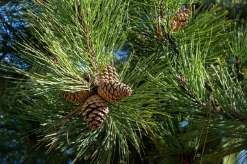 Pine cone on the tree. Slovakia