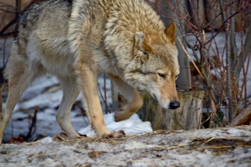 Fototapeta na wymiar Wolf is on the trail