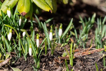 Spring flowering. Snowdrops in the park. Slovakia