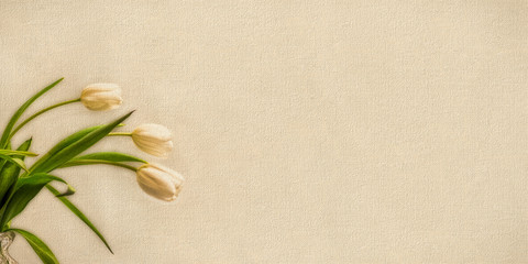 White Tulips Panorama