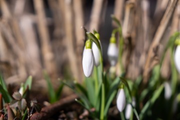 Spring flowering. Snowdrops in the park. Slovakia