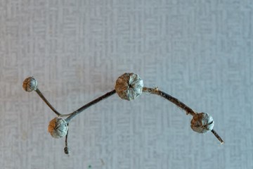 Fototapeta premium Dry wild desert rose flower. Slovakia