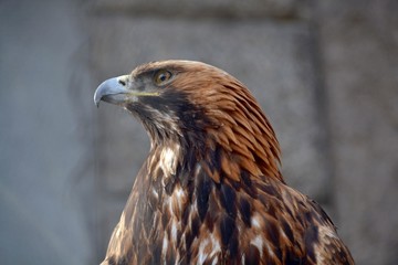 Bird predator