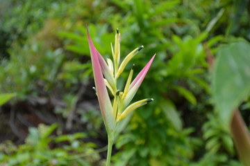 Pflanzen und Bl&uuml;ten