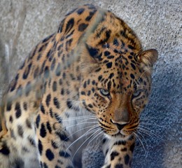 Fototapeta na wymiar leopard on black background