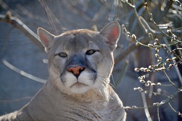 Obraz premium Puma and willow