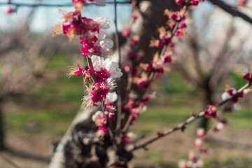 a glorious new born cherry blossom during the spring 